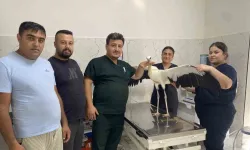 Alaşehir'de susuz kalan leylek kurtarıldı