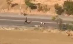 Ankara Yenimahalle'de Sahipsiz Köpek Saldırısı