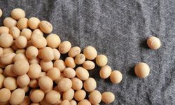 AB, Genetiği Değiştirilmiş Soya Fasulyesine Onay Verdi