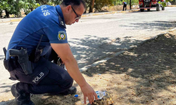Yanmak üzere olan kaplumbağayı polis son anda kurtardı