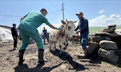 Ardahan'da, şap hastalığıyla mücadele için ekipler seferber oldu