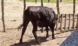 Meraklı ineğin başı sıkıştı