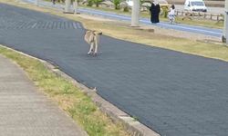 Üç ayaklı köpek yaşama tutundu