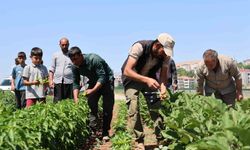 Vatandaş tarladan sofraya sebzeye doyacak