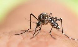 Çin’de Chikungunya Alarmı: 4 Bini Aşkın Vaka Tespit Edildi