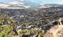Karabük’te orman yangınının ardından yürek burkan manzara görüntülendi