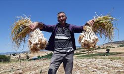 Taşköprü sarımsağı üreten çiftçi 30 yıldır ata tohumundan vazgeçmiyor