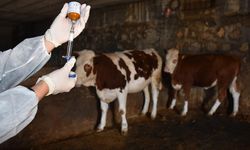 Tarım ve Orman Bakanlığı’ndan şap hastalığına ilişkin açıklama