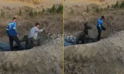 Çamura saplanan atı köylüler kurtardı