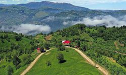 Karadeniz'in zirvesindeki yaylalar ziyaretçilerini ağırlıyor