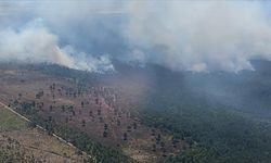 Almanya'nın üç eyaletindeki orman yangınlarıyla mücadele devam ediyor