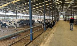 Ödemiş'te yangın sırasında kurtarılan 4 bin büyük ve küçükbaş hayvan sahiplerine teslim edildi