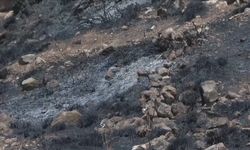 Filistinlilerin topraklarını gasbeden İsrailliler, Nablus'ta zeytin ağaçlarını ateşe verdi