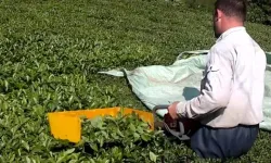 ÇAYKUR'dan üreticilere günlük alım limitlerinin üzerinde aşırı çay hasadı yapılmaması uyarısı