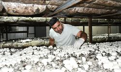 Batmanlı girişimci devlet desteğiyle kurduğu tesiste yıllık 600 ton kültür mantarı üretiyor