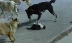 Kediye saldıran sokak köpekleri böyle görüntülendi