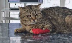Düzce’den 420,3 ton kedi köpek maması ihraç edildi