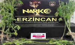 Erzincan’da 15 kök kenevir bitkisi ele geçirildi