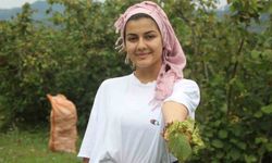 Yeşil altın fındıkta hasat başladı