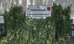 Kars’ta 42 bin 658 kök kenevir ele geçirildi
