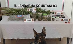 Yalova’da ormanlık alanda yasa dışı kenevir ekimi yapan 3 şüpheli yakalandı
