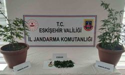 Balkondaki saksıların içinde 2 kök kenevir ve 47 gram esrar maddesi ele geçirildi