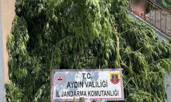 Evinin bahçesine saklamak istedi, narkotik köpeğine takıldı