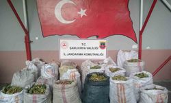 Şanlıurfa’da fıstık hırsızlığına 13 gözaltı