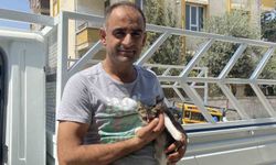 Ağaçta mahsur kalan yavru kedi vatandaşın dikkatiyle kurtarıldı