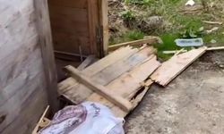 Aç kalan ayılar yayla evlerinden sonra turistlerin konakladığı bungalovlara dadandı