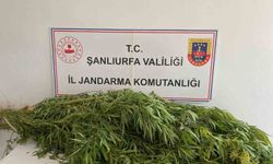 Şanlıurfa’da uyuşturucu operasyonu: 2 gözaltı