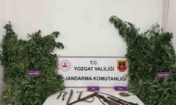 Yozgat’ta 243 kök kenevir ele geçirildi