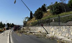 Üsküdar’da ağaç seyir halindeki otomobilin üzerine devrildi