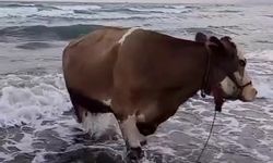 Kavurucu sıcaktan bunalan inek soluğu denizde aldı