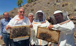 Sincik’te bal hasadı başladı