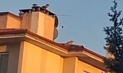 Bolu’da ilginç anlar: Apartman çatısına tilki çıktı