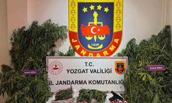 Yozgat’ta uyuşturucu operasyonu: Bin 135 kök kenevir ele geçirildi