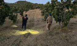 Jandarma incir hırsızlarına geçit vermiyor