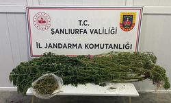 Şanlıurfa’da uyuşturucu operasyonu: 12 gözaltı