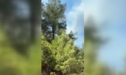 Gündoğmuş ilçesinde ormanlık alanda çıkan yangın söndürüldü