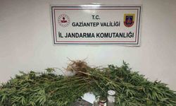 Gaziantep’te 5 kilo esrar ile 178 kök kenevir ele geçirildi: 4 gözaltı