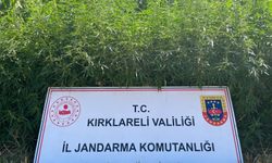 Kırklareli’nde 754 bin kök Hint keneviri ele geçirildi