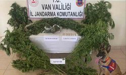 Evin çatısına kenevir ekti
