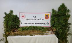 Şanlıurfa’da 15 adrese uyuşturucu operasyonu: 15 gözaltı