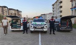 Doğubayazıt’ta kaçak kurbağa avcılığına jandarma operasyonu