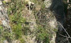 Kayalıkta mahsur kalan köpeği itfaiye ekipleri kurtardı