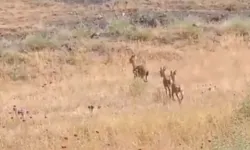 Elazığ'da dağ keçileri piknik alanlarına indi