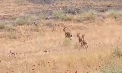 Elazığ’da dağ keçileri piknik alanlarına indi