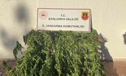 Jandarmadan uyuşturucu operasyonu