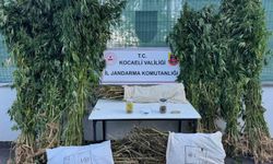 Kocaeli’de 12 kilo esrar ve 583 kök kenevir ele geçirildi